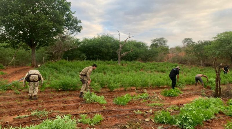 Bahia: Polícia Civil prende 380 pessoas na Operação Narco Brasil