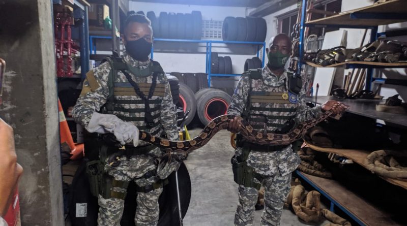 Salvador: Duas jiboias são resgatadas pela Guarda Civil