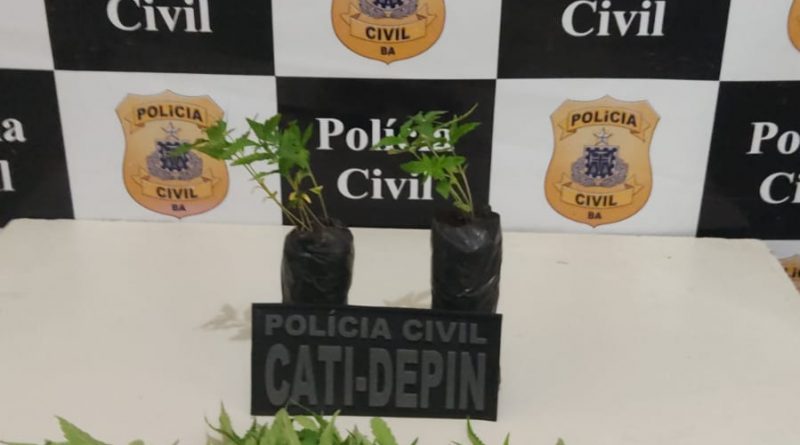 Bahia: Polícia erradica plantação com mais de mil pés de maconha