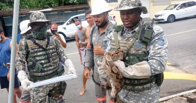 Salvador: Guarda resgata duas cobras, uma em fio de alta tensão