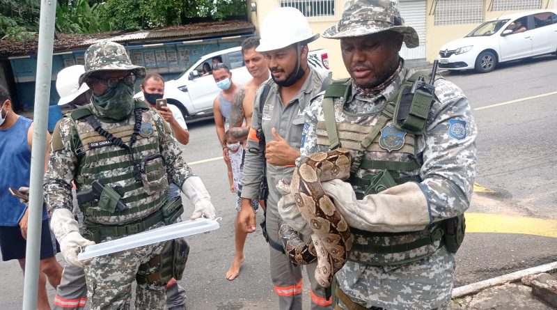 Salvador: Guarda resgata duas cobras, uma em fio de alta tensão