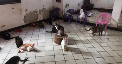 O imóvel, situado em zona eminentemente residencial, foi alugado para fins de moradia e em pouco tempo se transformou em abrigo irregular de cães e gatos.