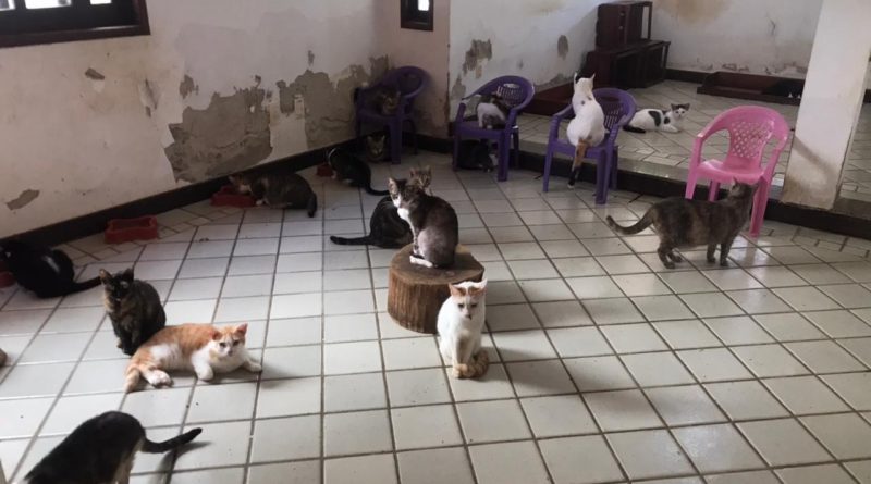 O imóvel, situado em zona eminentemente residencial, foi alugado para fins de moradia e em pouco tempo se transformou em abrigo irregular de cães e gatos.