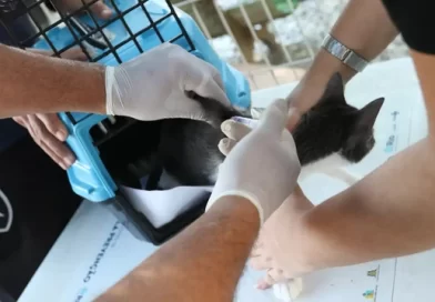 Casos de esporotricose aumentam na Bahia: entenda a doença e como proteger seu pet