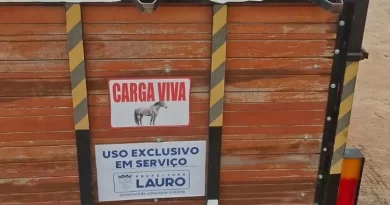 Cavalos são apreendidos após serem flagrados soltos em avenida de Lauro de Freitas